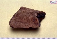 藏品(大型哺乳動物腿骨化石)的圖片